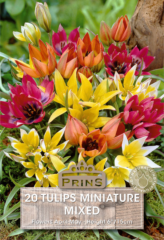 Prins Tulips Miniature Mixed 20 Pack Bulbs
