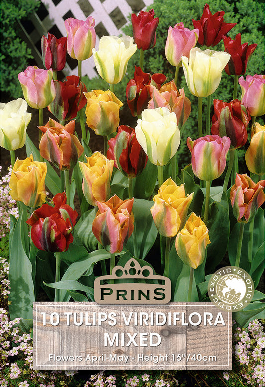 Prins Tulips Viridiflora Mixed 10 Pack Bulbs