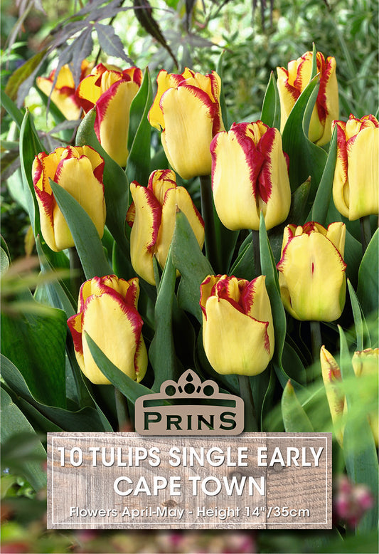 Bouquet of yellow and red tulips with 'Prins' branding on a green background