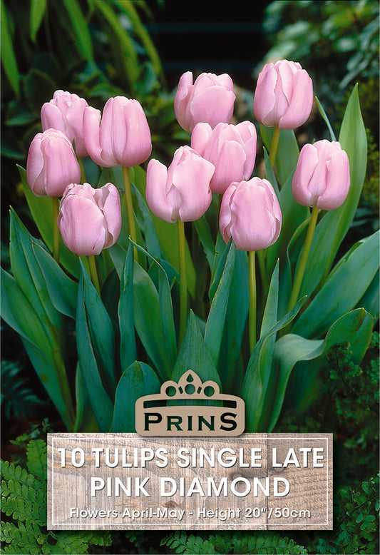 Prins Tulips Single Late Pink Diamond