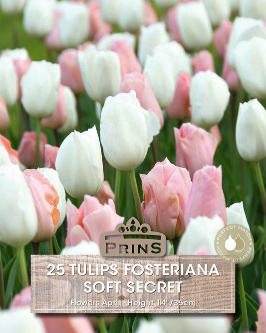 Prins Tulips Fosteriana Soft Secret 25 Pack Bulbs