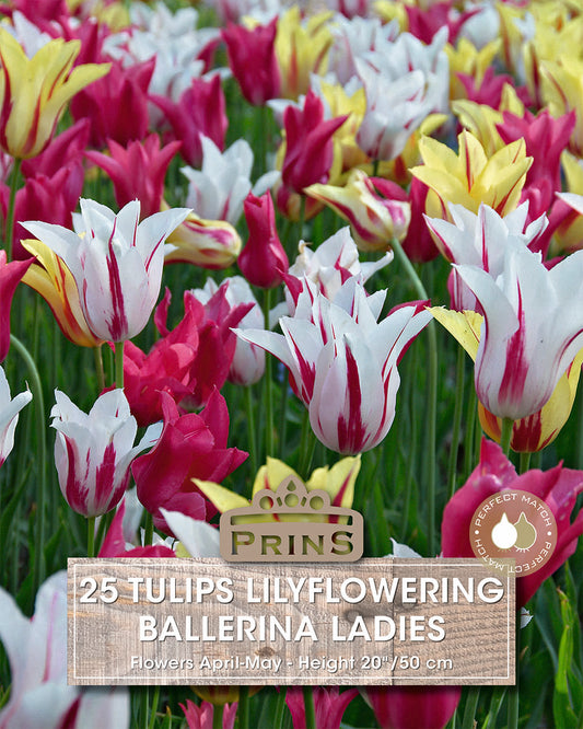 Prins Tulips Lilyflowering Ballerina Ladies 25 Pack Bulbs