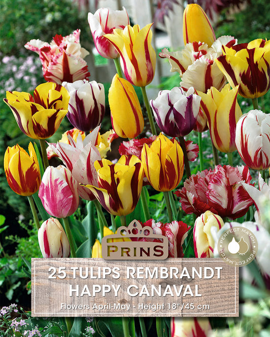 Prins Tulips Rembrandt Happy Canaval 25 Pack Bulbs
