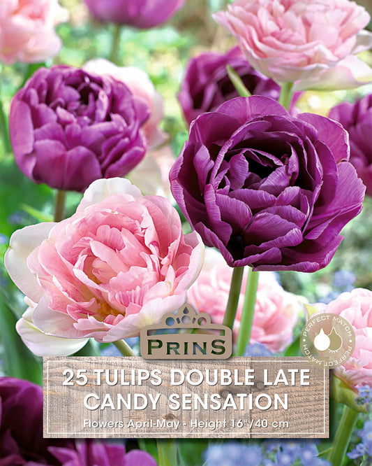 Prins Tulips Double Late Candy Sensation 25 Pack Bulbs
