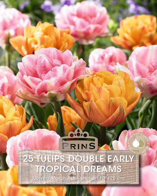 Prins Tulips Double Early Tropical Dreams 25 Pack Bulbs