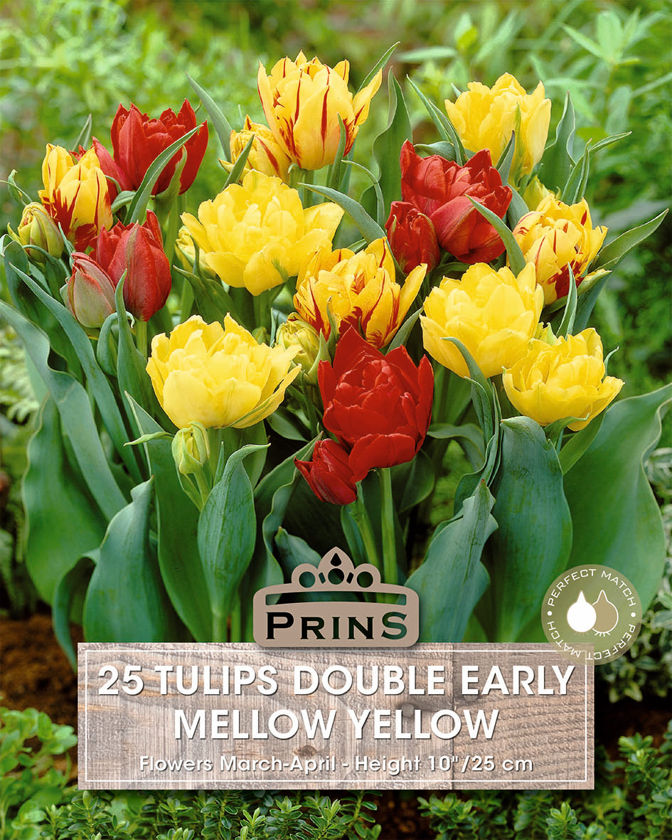 Prins Tulips Double Early Mellow Yellow 25 Pack Bulbs