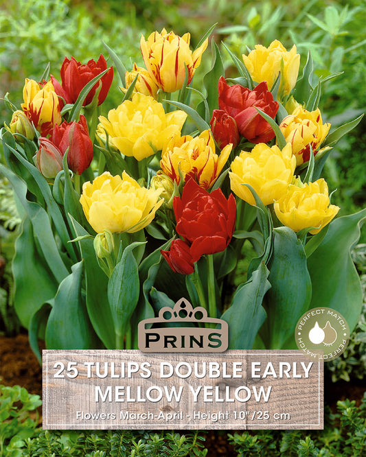 Prins Tulips Double Early Mellow Yellow 25 Pack Bulbs