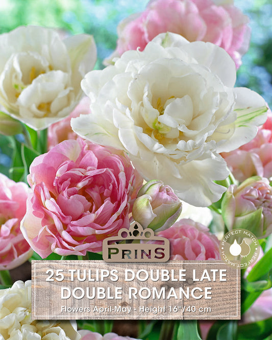 Prins Tulips Double Late Double Romance 25 Pack Bulbs