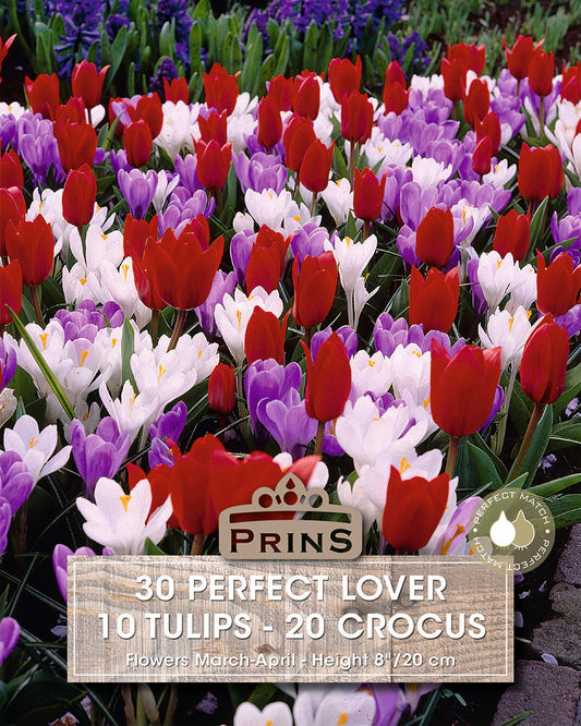 Prins Perfect Lover Tulips/Crocus 30 Pack Bulbs