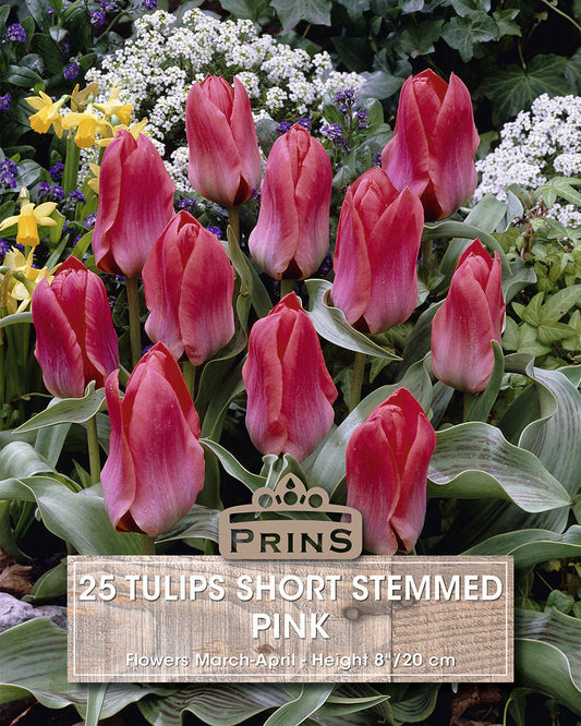 Group of pink tulips with a label indicating 'Prins' brand and product details.
