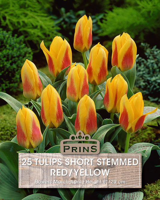 Bunch of red and yellow tulips with a 'Prins' label on a green background