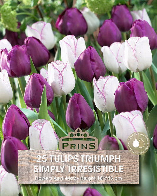 Bunch of purple and white tulips with 'Prins' branding and product information.