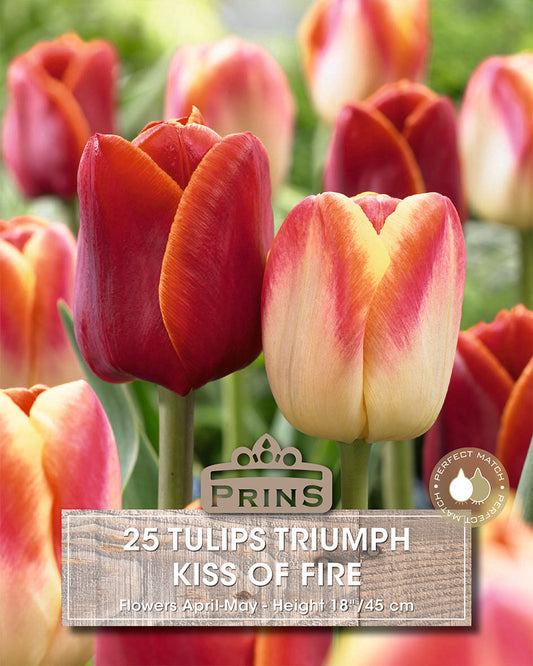 Colorful tulips with 'Prins' branding and product information text overlay.