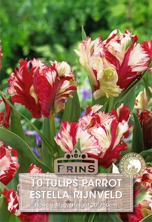 Prins Tulips Parrot Estella Rijnveld 10 Pack Bulbs