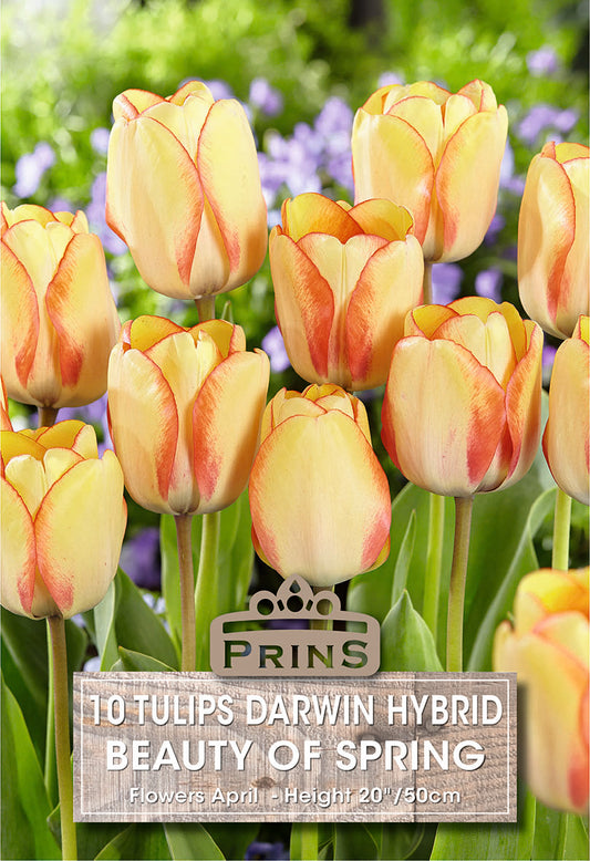 Prins Tulip Darwin Hybrid Beauty Of Spring 10 Pack Bulbs
