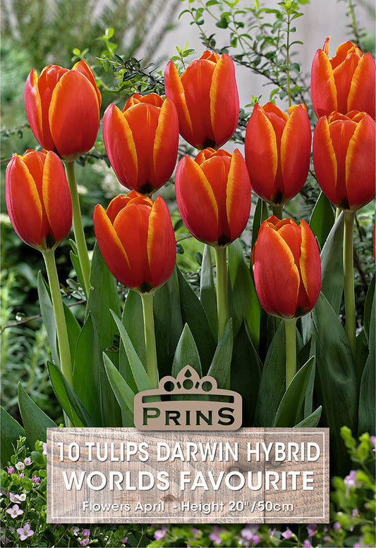 Prins Tulips Darwin Hybrid World's Favourite 10 Pack Bulbs