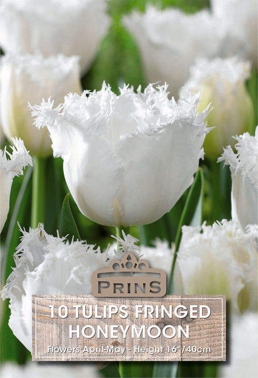 Prins Tulips Fringed Honeymoon 10 Pack Bulbs