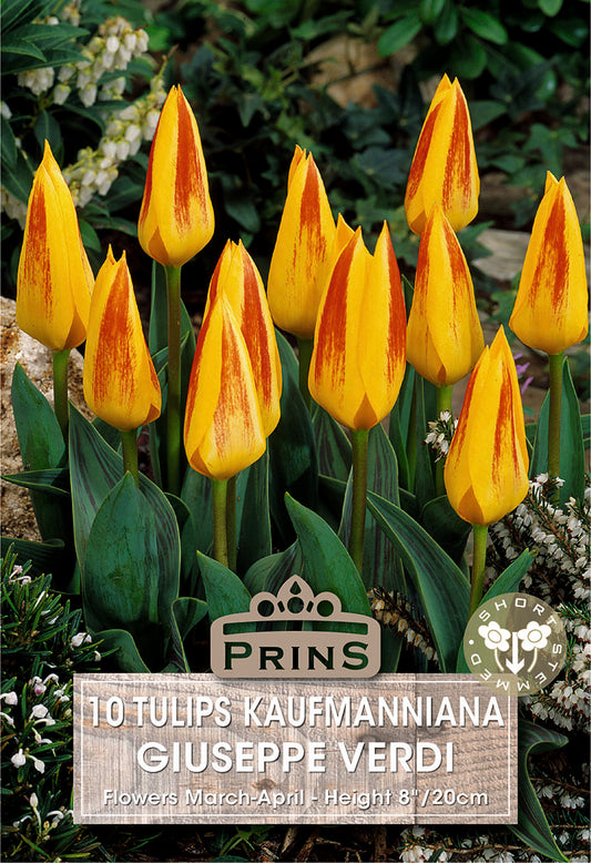Prins Tulips Kaufmanniana Giuseppe Verdi 10 Pack Bulbs