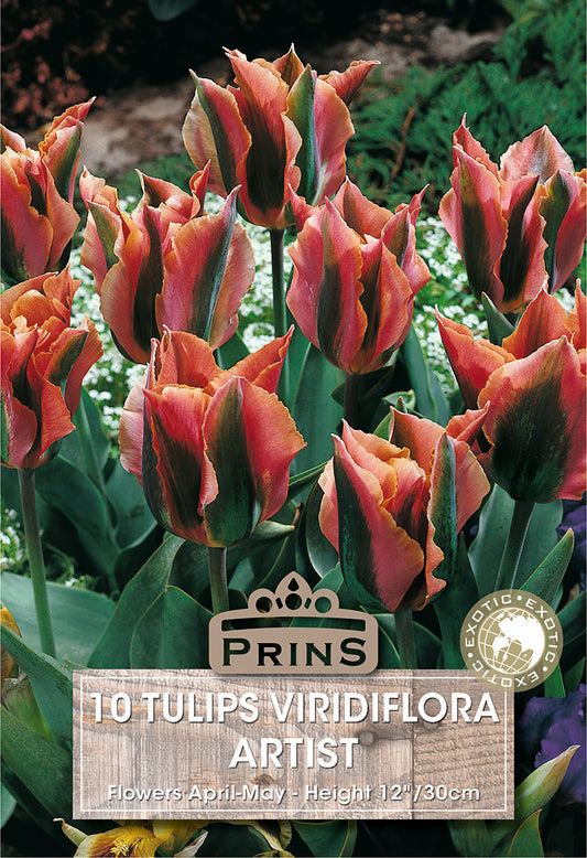 Prins Tulips Viridiflora Artist 10 Pack Bulbs