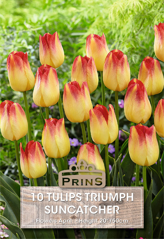 Packaging of Prins Triumph Suncatcher tulips with tulips in the background