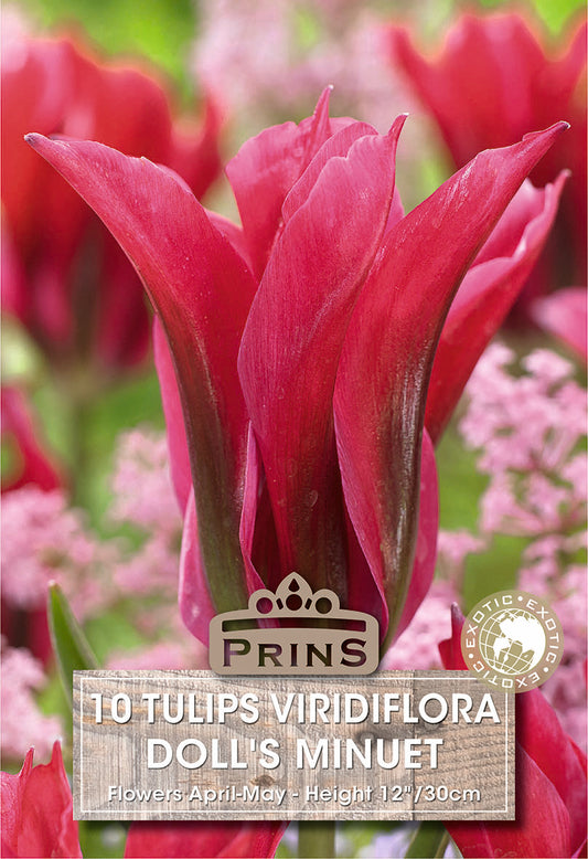 Prins Tulips Viridiflora Doll's Minuet 10 Pack Bulbs