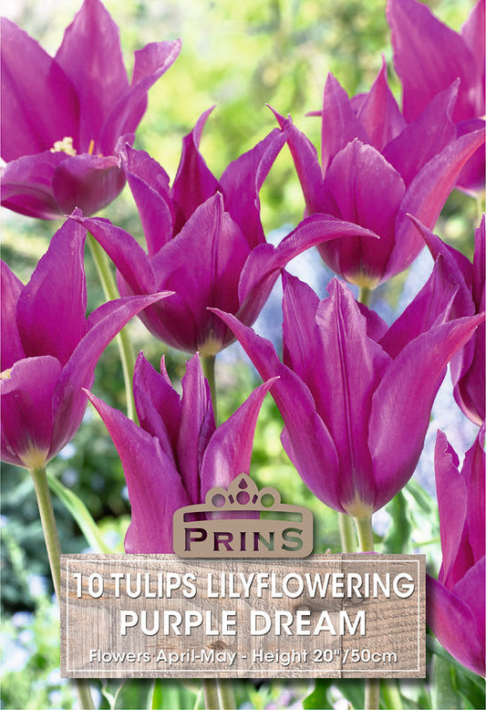 Prins Tulips Lilyflowering Purple Dream 10 Pack Bulbs