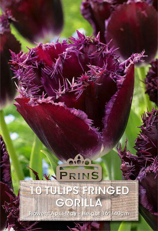 Prins Tulips Fringed Gorilla 10 Pack Bulbs