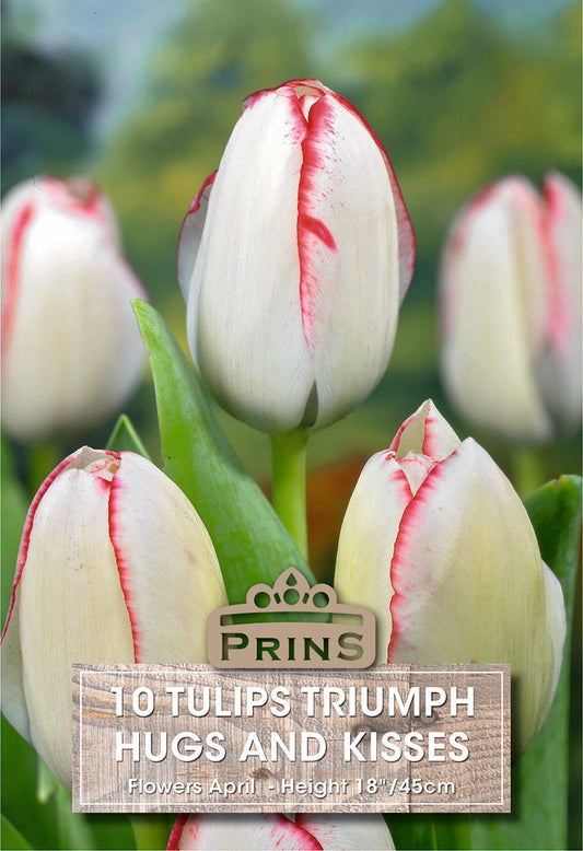 Tulips with pink stripes and a 'Prins' tag, set against a blurred green background.