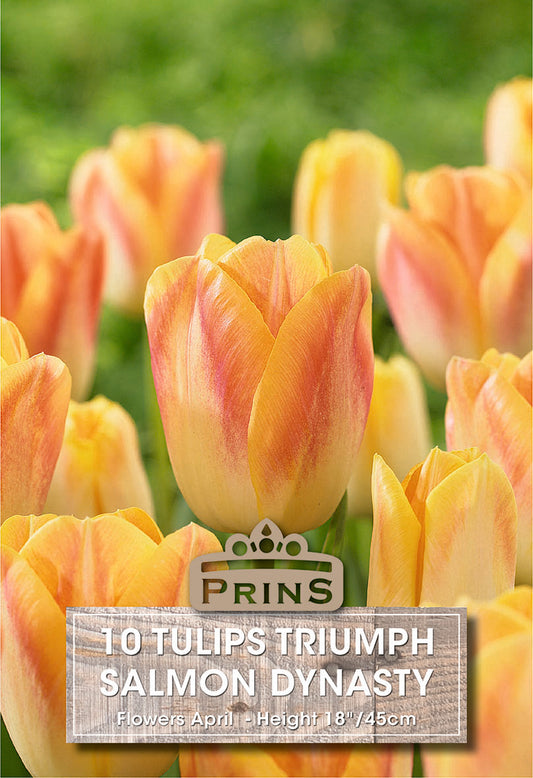 Prins Tulips Triumph Salmon Dynasty 10 Pack Bulbs