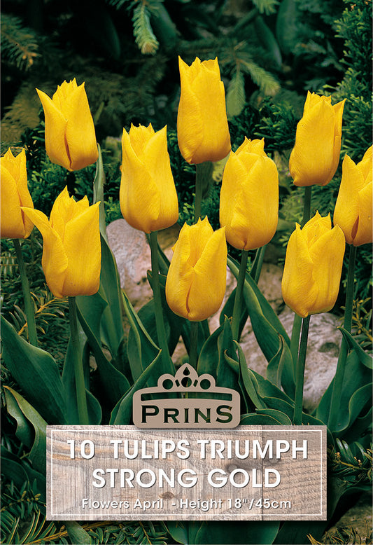 Yellow tulips with a Prins label in a garden setting