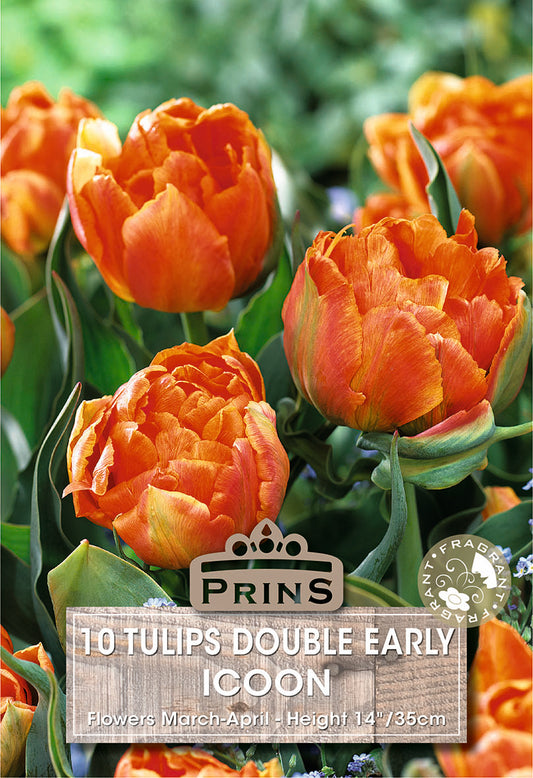 Red tulips with Prins branding and product details on a green background