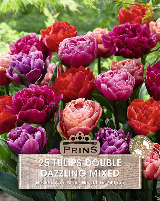 Prins Tulips Double Dazzling Mixed 25 Pack Bulbs