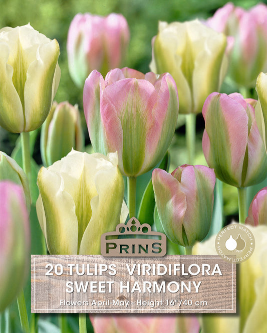 Pink and green tulips with Prins branding and product information.