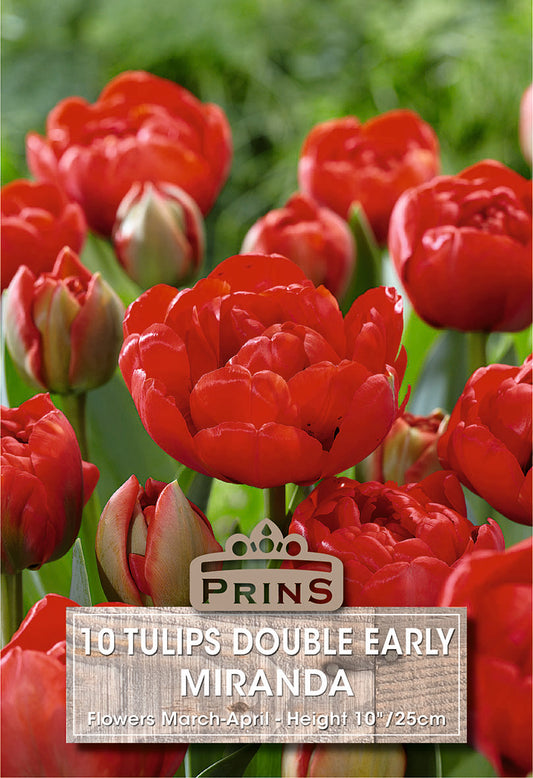 Red tulips with a Prins label in a garden setting