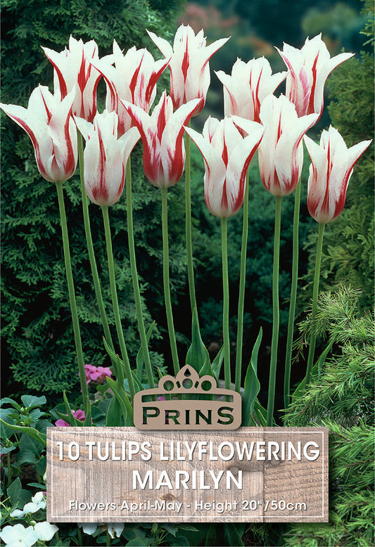Red and white tulips with a Prins label in a garden setting