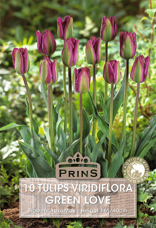 Prins Tulips Viridiflora Green Love 10 Pack Bulbs