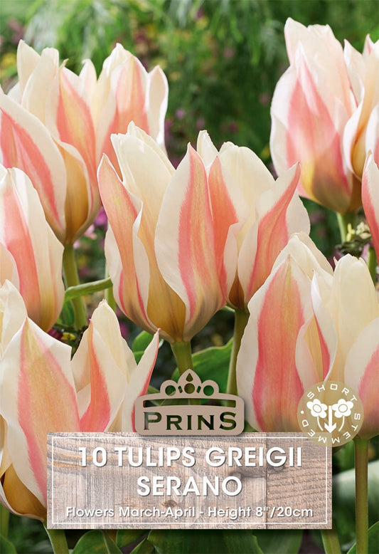 Prins Tulips Greigii Serano 10 Pack Bulbs