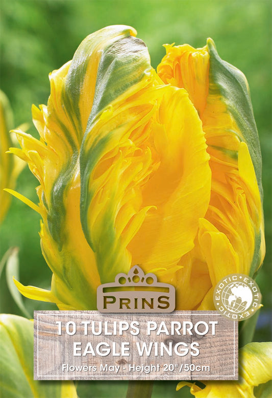 Prins Tulips Parrot Eagle Wings 10 Pack Bulbs