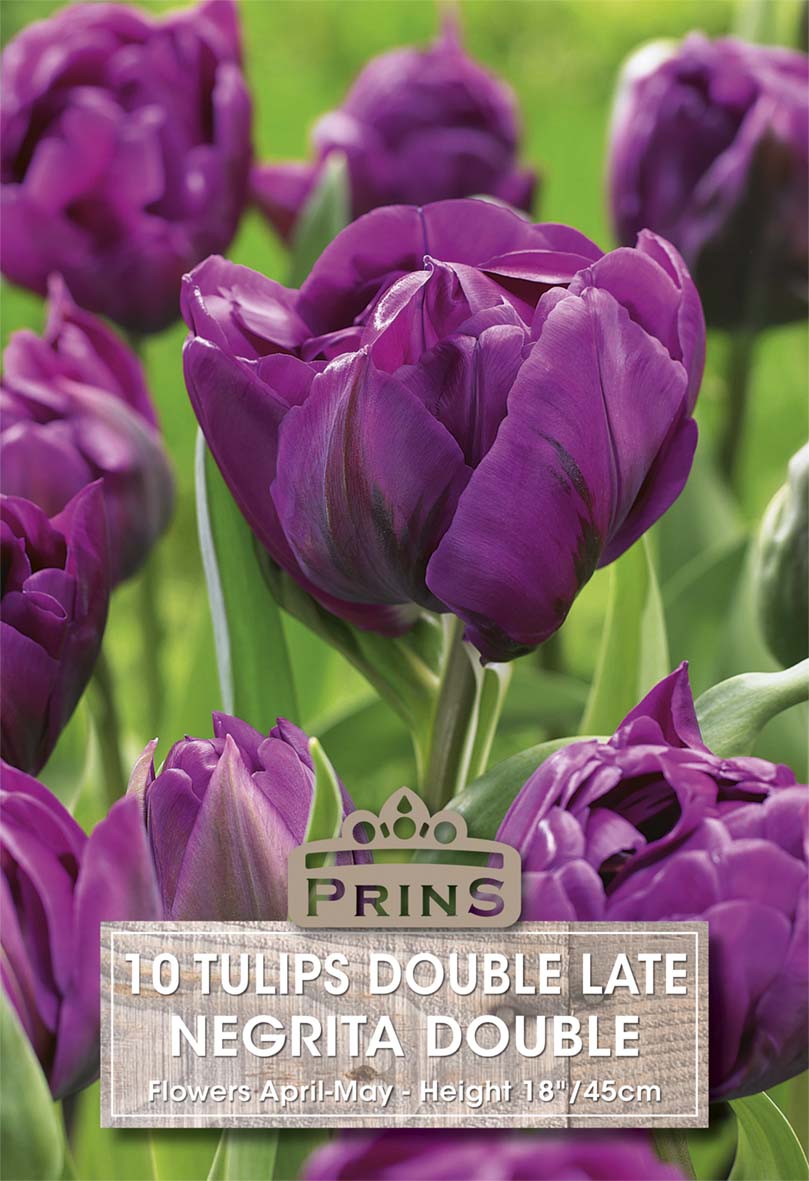 Purple tulips with a Prins label in a garden setting