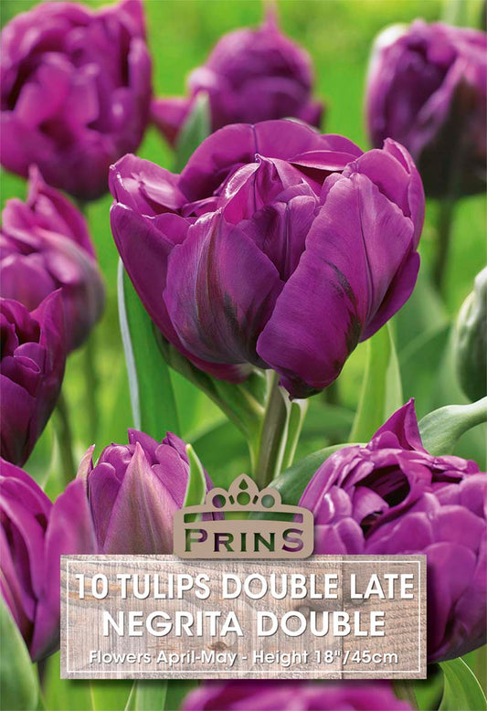 Purple tulips with a Prins label in a garden setting