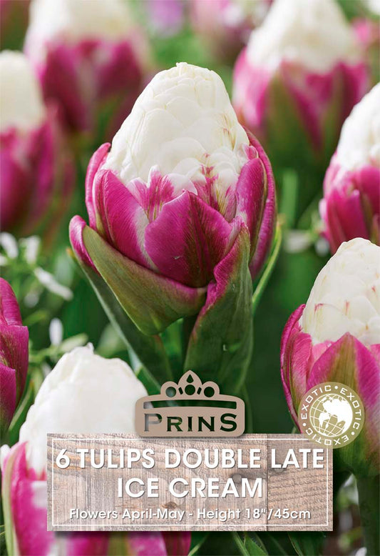 Bouquet of tulips labeled 'Prins' with a focus on 'Double Late Ice Cream' variety.