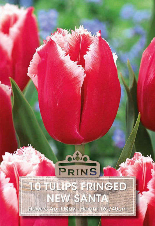 Red fringed tulips with a Prins label in a garden setting
