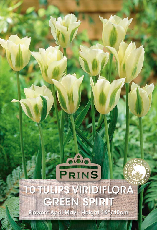 Packaging of Prins Tulips Viridiflora Green Spirit with tulips in the background