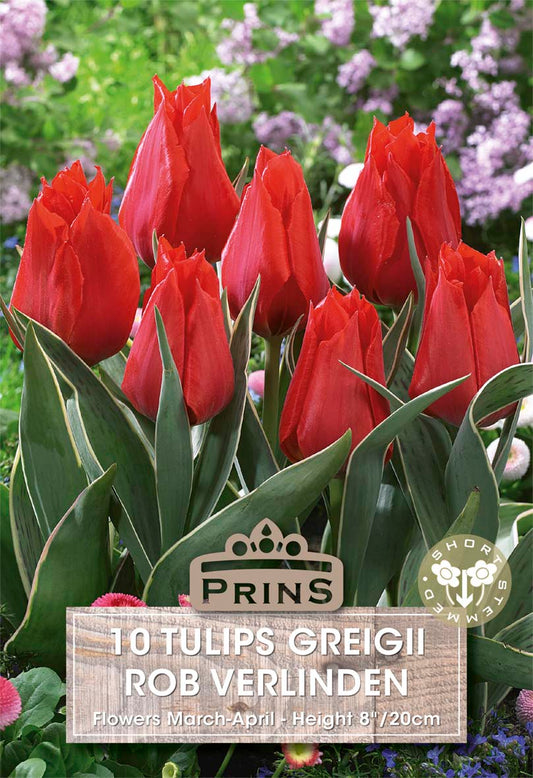 Red tulips with a Prins label in a garden setting