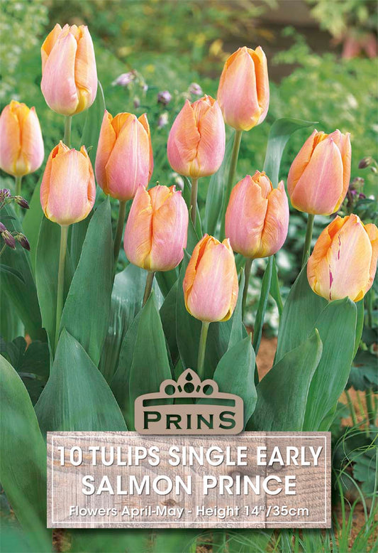 Pink tulips with a Prins label in a garden setting