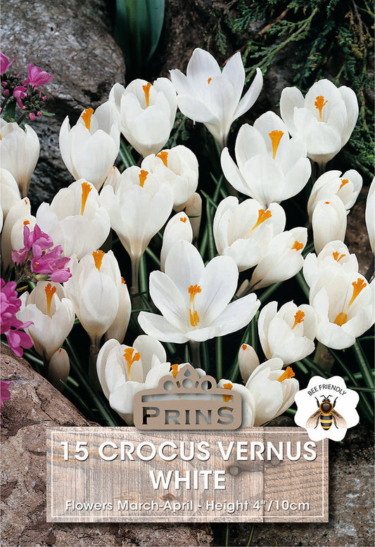 Prins Crosus Vernus White 15 Pack Bulbs