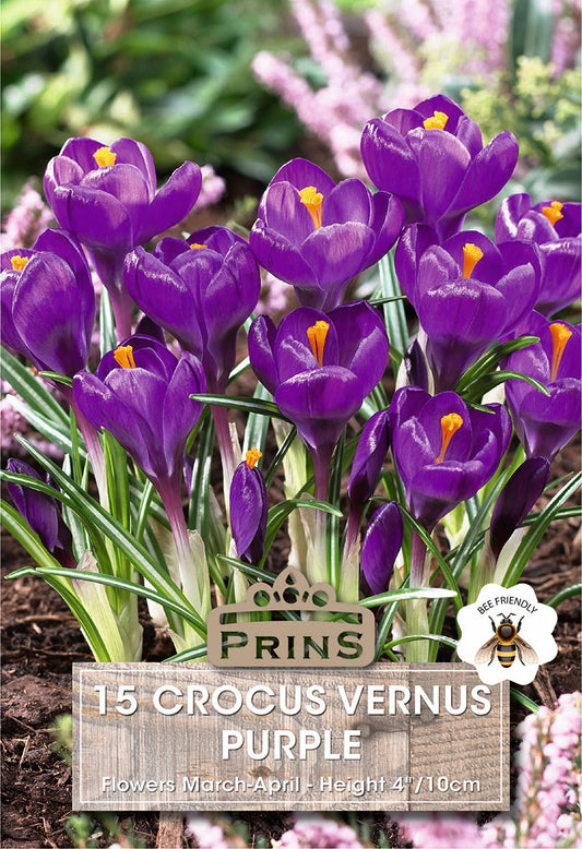 Prins Crocus Vernus Purple 15 Pack Bulbs