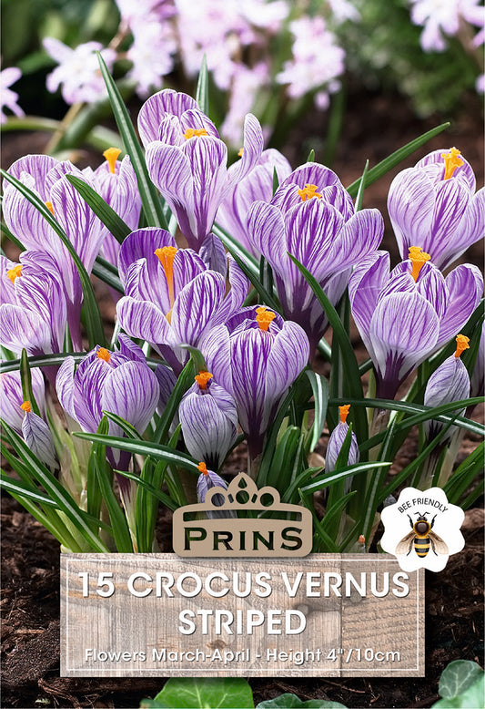 Prins Crocus Vernus Striped 15 Pack Bulbs