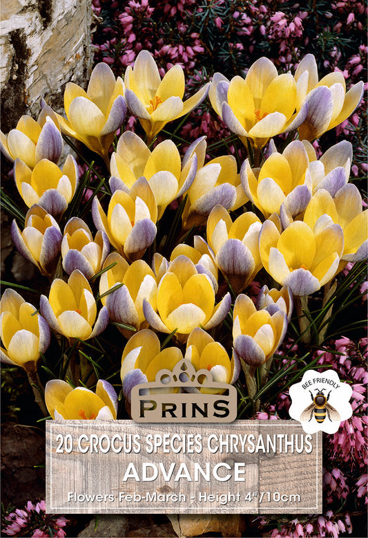 Prins Crocus Species Chrysanthus Advance 20 Pack Bulbs