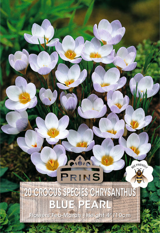 Bunch of white crocus flowers with a 'Prins' sign on a green background